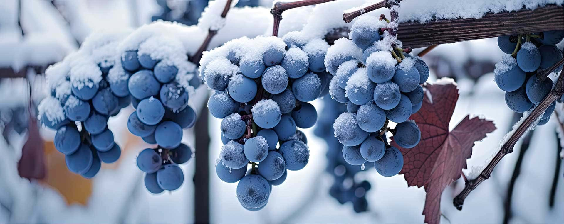 Does Wine Freeze? Unveiling the Chilly Side of Your Favorite Elixir